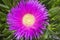 Carpobrotus edulis (Hottentot-fig, ice plant, highway ice plant