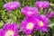 Carpobrotus edulis (Hottentot-fig, ice plant, highway ice plant