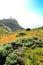 Carpobrotus Edulis meadow surrounding Cabo da Roca lighthouse in Portugal