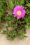 Carpobrotus edulis, a succulent plant, creeping, native to the C