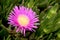 Carpobrotus edulis, a succulent plant, creeping, native to the C