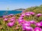 Carpobrotus flowers near the sea in Piombino, Tuscany, Italy