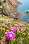 Carpobrotus flowers near the sea in Piombino, Tuscany, Italy