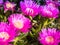 Carpobrotus flowers near the sea in Piombino, Tuscany, Italy