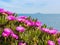 Carpobrotus flowers near the sea in Piombino, Tuscany, Italy