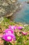 Carpobrotus flowers near the sea in Piombino, Tuscany, Italy