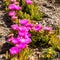 Carpobrotus flowers near the sea in Piombino, Tuscany, Italy