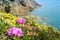 Carpobrotus flowers near the sea in Piombino, Tuscany, Italy