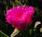 Carpobrotus rossii is common on coastal dunes.