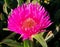 Carpobrotus rossii is common on coastal dunes.