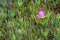 Carpobrotus rossii flower bud (also called pigface, ice plant) i