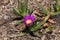 Carpobrotus rossii or pigface is a succulent coastal groundcover