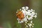 Carpocoris mediterraneus , The red shield bug or stink bug on flower , Hemiptera insect