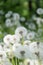 Carrara quarry in tuscany alpsfield of blowballs on summer meadow