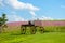 Carriage and Cosmos flower in field