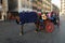 Carriage horse in Piazza di Spagna