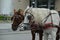 Carriage horses in Berlin, Germany for transporting tourists in the city