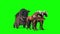 Carriage Horses Green Screen 3D Rendering Animation