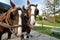 Carriage horses on the Herrenchiemsee island