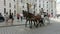 Carriage horses in Michaelerplatz in Vienna