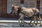 Carriage Tour in Charleston