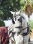 Carriage white horse in Jeres, Spain