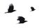 Carrian crows in flight