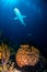 Carribbean reef shark over sponge