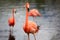 Carribean Flamingo