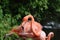 Carribean Flamingo Bird Ruffling His Feathers