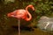 Carribean flamingo, South Africa