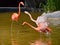 Carribean flamingos in water