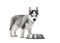 Carried puppy of siberian husky dog standing near silver plate.