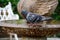 Carrier pigeon in a garden fountain
