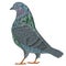 Carrier pigeon second  breeds sports bird polygons and outline  vector  animals illustration for design editable hand draw