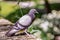 The carrier pigeon is a variety of the domestic pigeon Columba livia domestica derived from the eastern wild pigeon, genetically