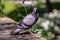 The carrier pigeon is a variety of the domestic pigeon Columba livia domestica derived from the eastern wild pigeon, genetically