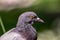 The carrier pigeon is a variety of the domestic pigeon Columba livia domestica derived from the eastern wild pigeon, genetically