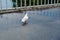 Carrier pigeon walk on bridge