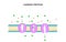 Carrier protein for cellular transport