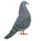 Carriers pigeon one domestic breeds  bird polygons and outline  vector  animals illustration for design editable hand draw