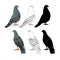 Carriers pigeons domestic breeds sports birds natural and outline and silhouette vintage set one vector animals illustration for d