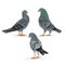 Carriers pigeons domestic breeds sports birds vintage set Three vector