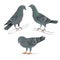 Carriers pigeons domestic breeds sports birds vintage set two vector animals illustration