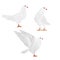 Carriers white pigeons domestic breeds sports birds vintage set four vector