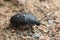 Carrion beetle, Silpha tristis