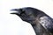 Carrion crow