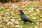 Carrion Crow Alert Amougst Autumn Fall Leaves