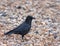Carrion Crow on Beach
