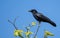 The carrion crow Corvus corone